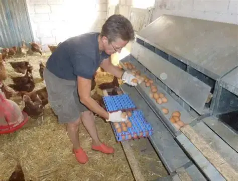 Les volailles de Carole